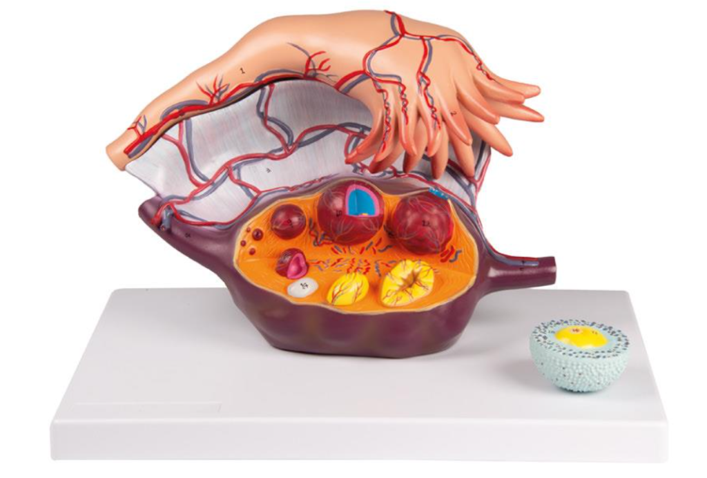 Anatomiczny Model Uk Adu Rozrodczego I Miednicy Simedu