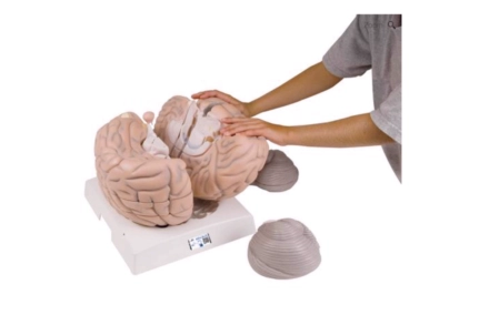 Model anatomiczny mózgu w 2,5 krotnym powiększeniu