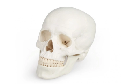 Model czaszki, (3-częściowy)