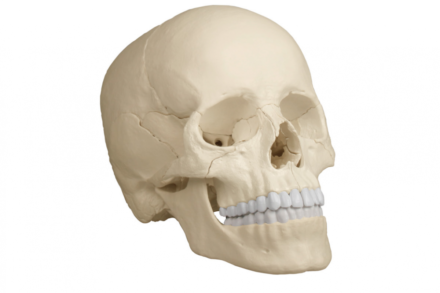 Model czaszki