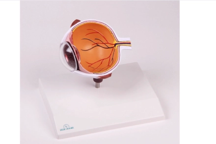 Powiększony model oka w formie przekroju