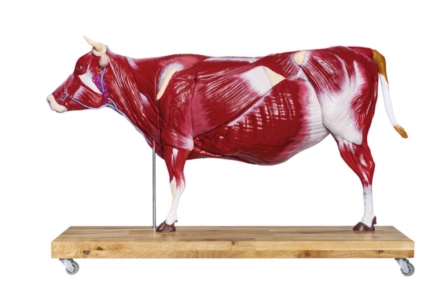 Anatomiczny model krowy