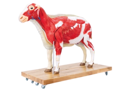 Anatomiczny model owcy