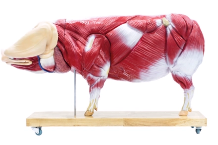 Anatomiczny model świni