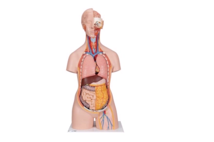 Bezpłciowy model anatomiczny torsu