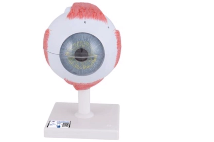 Model ludzkiego oka w 5-krotnym powiększeniu,