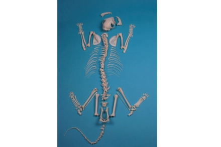 Model szkieletu kota