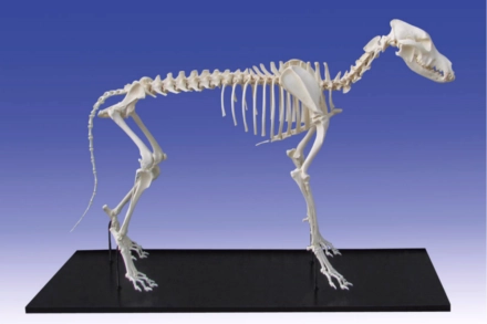 Model szkieletu psa dużej rasy