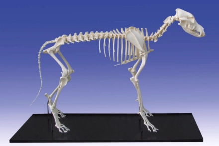 Model szkieletu psa średniej rasy