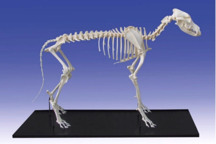 Model szkieletu psa małej rasy