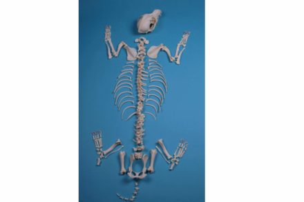 Model szkieletu psa dużej rasy, niezmontowany