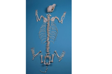 Model szkieletu psa średniej rasy, niezmontowany