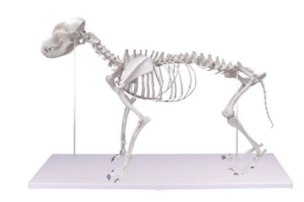 Model szkieletu psa „Olaf”