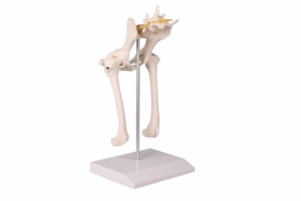 Model anatomiczny – staw biodrowy psa