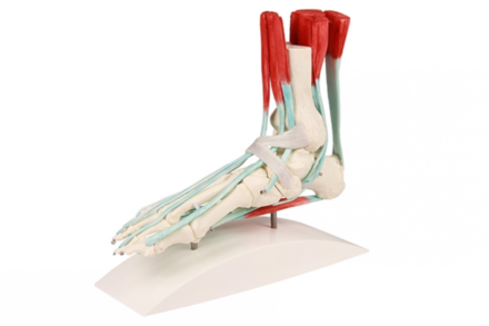 Szkielet stopy człowieka z oznaczonymi więzadłami