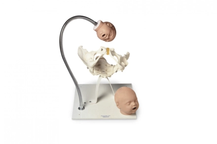 Model miednicy kostnej z głową noworodka do symulacji porodu
