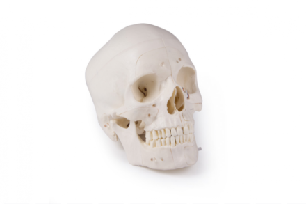 Zaawansowany model czaszki, 14 elementów