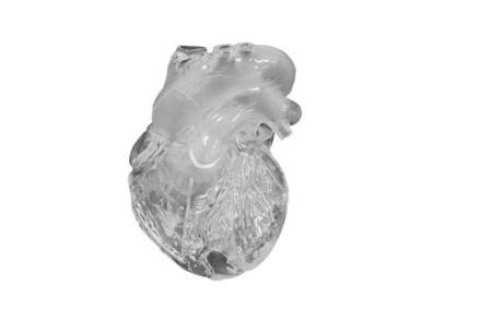 Elastyczny model serca, wersja dydaktyczna, (transparentny)