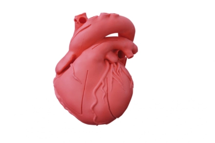 Elastyczny model serca, wersja dydaktyczna