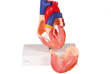 Model serca, (2 częściowy)