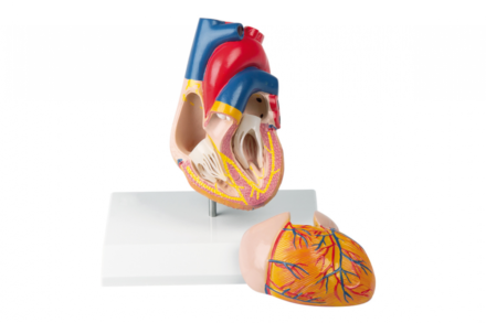 Model serca z układem przewodzenia, ( 2 częściowy)