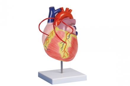 Model serca z bypassami w 2-krotnym powiększeniu, (2 częściowy)