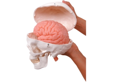 Model czaszki z modelem mózgu BIOLIKE2