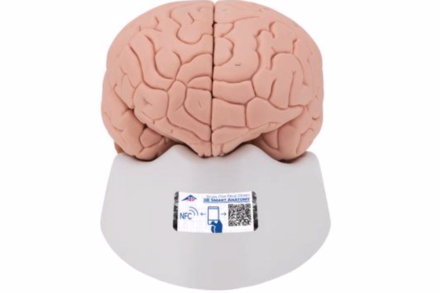 Model ludzkiego mózgu, (4 części)
