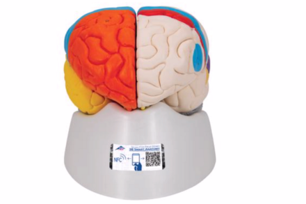 Neuroanatomiczny model ludzkiego mózgu, (8 części)