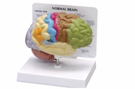 Model prawej połowy mózgu