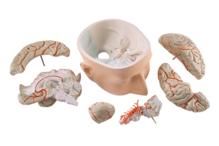 Model mózgu, 7 częściowy, na podstawie