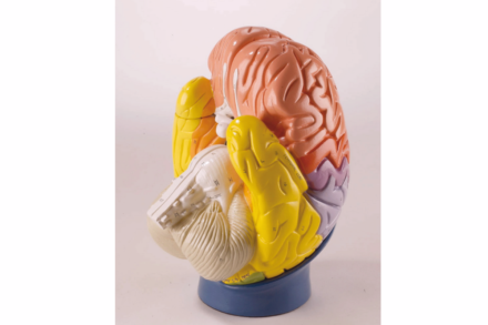 Dydaktyczny model mózgu, 2 -krotnie powiększony, (4 części)