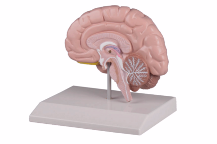 Model prawej połowy mózgu