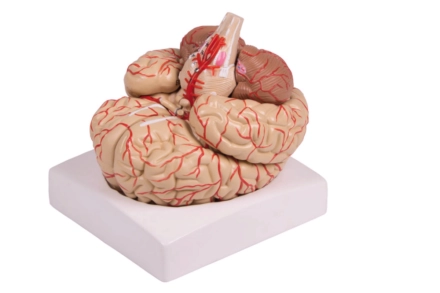 Model mózgu z oznaczonymi tętnicami, (9 części)