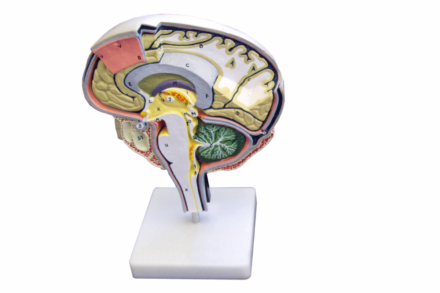 Dwustronny, powiększony model mózgu w przekroju środkowym i strzałkowym