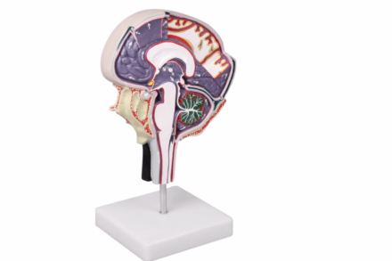 Model obrazujący krążenie płynu mózgowo-rdzeniowego