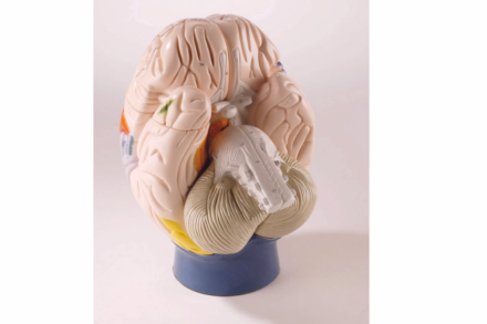 Neuroanatomiczny model mózgu, w powiększeniu, (4 części)