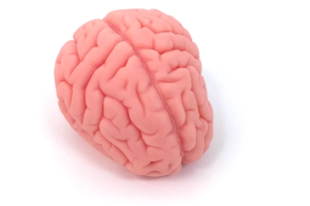 Model mózgu BIOLIKE2