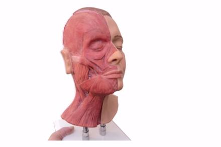 Model z widocznymi mięśniami, do nauki iniekcji w okolicy twarzy
