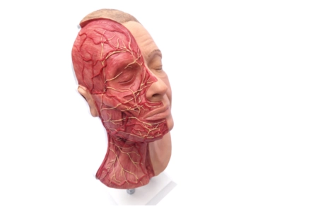Model z widocznymi mięśniami, tętnicami i nerwami, do nauki iniekcji w okolicy twarzy