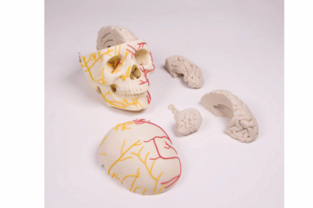 Neuroanatomiczny model czaszki z mózgiem