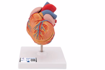 Model serca z przerostem lewej komory, (2 części)