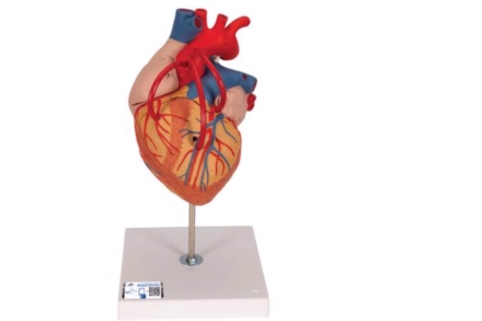 Model serca z bypassami, 2-krotnie powiększony, (4 części)