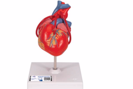 Model serca z bypassami, (2 części)