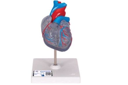 Model serca z odwzorowanym układem przewodzenia, (2 części)