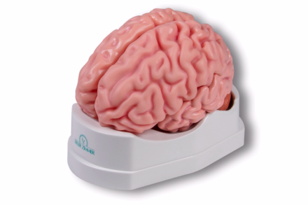 Model mózgu, (5 części)