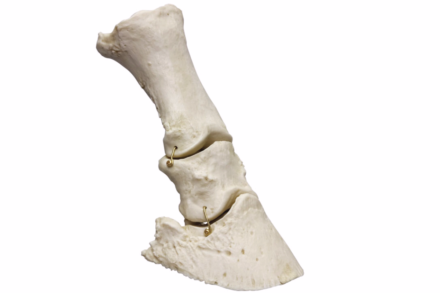 Model kostny kończyny dolnej konia, elastyczny