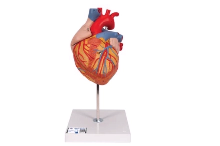 Model serca człowieka, 2-krotnie powiększony, (4 części)