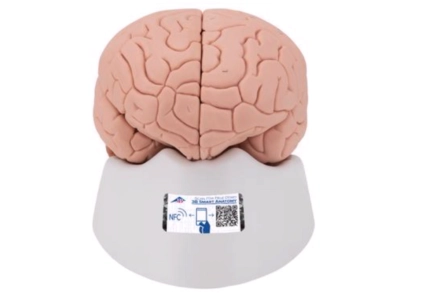 Model ludzkiego mózgu, składający się z 2 części