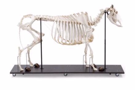 Model szkieletu krowy (Bos taurus) bez rogów, ruchomy